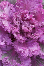 Close cropped view of Brassica oleracea acephala Kamone red with ruffled leaves and green variegation.