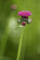 Cirsium rivulare Atropurpureum. Flower head of crimson, pincushion-like flowers with three emerging, smaller heads around base