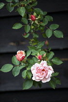 Open flower and buds of climbing rose.