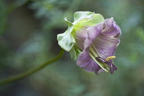 Single, bell shaped flower of Cobaea scandens Purple with protruding stamen.