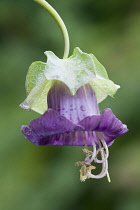 Single, bell shaped flower of Cobaea scandens Purple with protruding stamen. Water droplets on flower petals and bract.