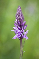 Flower spike of Common spotted orchid, Dactylorhiza fuchsii.