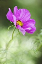 Single, open flower of Cosmos bipinnatus above feathery leaves. Selective focus.