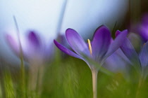 Group of growing Crocus tommasinianus Barrs purple. Selective focus.