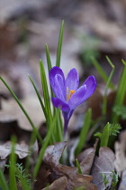Crocus tommasinianus Barrs purple. Single flower with purple, blue petals and bright orange stamen, together with emergent leaves above fallen leaves from previous year.