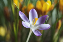 Crocus tommasinianus Barrs purple. Single flower, fully open to reveal bright orange stamen. Yellow flowers behind.