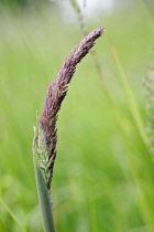 Soft, purplish spike ofYorkshire fog grass, Holcus lanatus.