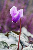 Single flower of Cyclamen hederifolium on narrow stem with pink, reflexed petals extending from dark to pale.