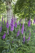 Foxgloves, Digitalis purpurea growing amongst ferns in shaded area with trees.