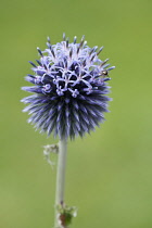 Globe Thistle, Echinops bannaticus Blue globe, Spherical blue flower head with hoverfly.