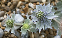 Sea holly, Eryngium maritimum. Flower heads surrounded by spiny bracts netted with silvery white veins.