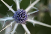 Sea holly, Eryngium variifolium. Spheical head of small, blue flowers surrounded by narrow, spiny, silver bracts.