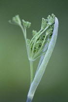 Fennel flower head emerging from protective casing.