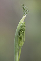 Fennel flower head emerging from protective casing.