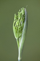 Fennel flower head emerging from protective casing.