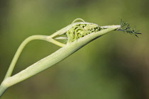 Fennel flower head emerging from protective casing.