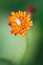 Fox-and-cubs, Pilosella aurantiaca with Common Green Capsid Lygocoris pabulinus.