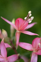 Fuchsia Walz Jubelteen flowers with pale pink sepals and darker pink petals.