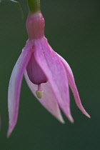Fuchsia Garden news. Single pendent flower with pink sepals and darker pink petals covered with water droplets.