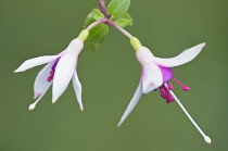 Two flowers of Fuchsia La Campanella with white sepals and dark purple corolla.