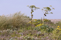 Giant hogweed, Heracleum mantegazzianum. Two plants with branched stems and umbellifer flower heads standing against blue sky.