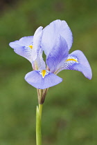 Iris unguicularis. Single flower with pale blue, veined petals and yellow central stripe to each fall.