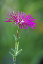 Lampranthus Purple. Single flower with hoverfly alighted on centre.