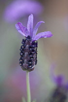 French lavender, Lavandula stoechas. Single flower spike with purple terminal bracts.