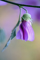 Tree mallow, Lavatera x clementii Rosea. Single flower with furled petals prior to opening.