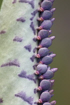 Kalanchoe daigremontiana. Close view of leaf margin with new plantlets.