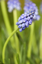Grape hyacinth, Muscari armeniacum. Spike of clustered, bell shaped small flowers, two others behind.