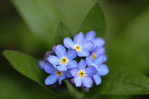 Forget-me-not, Myosotis scorpioides. Cluster of small, blue flowers.