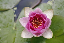 Nymphaea Attraction. Water lily with pink petals scattered with water droplets and background of lily pads.