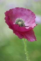 Poppy, Papaver rhoeas Angel's Choir. Single flower with delicate, crumpled, purple petals.
