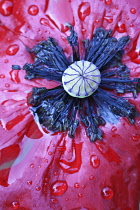 Poppy, Papaver rhoeas Angel's Choir. Close view of single flower with water droplets over the petal surface.