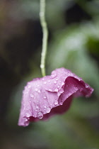 Poppy, Papaver rhoeas Angel's Choir. Single flower bent forwards in rain with petals weighed down by water droplets.