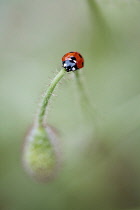 Poppy, Papaver rhoeas. Single bud bent forwards with ladybird on top of bent stem.