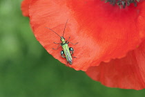 Part view of Poppy, Papaver rhoeas with Thick-legged Flower Beetle, Oedemera nobilis on petal.