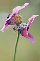 Opium poppy, Papaver somniferum. Two flowers facing in opposite directions and central seed head on single stem.