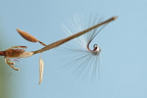 Seed head of Pelargoium x hortorum with curved stem of fine hairs to aid wind dispersal.