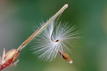 Seed head of Pelargoium x hortorum with curved stem of fine hairs to aid wind dispersal.