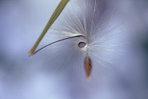 Seed head of Pelargoium x hortorum with curved stem of fine hairs to aid wind dispersal.