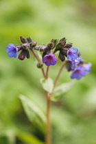 Flower head of Pulmonaria angustifolia Mawsons Blue with tubular flowers of blue and pink on branched stem.