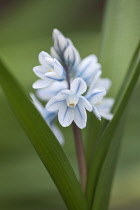 Spike of Puschkinia scilloides with star shaped white flowers with blue line extending along centre of each petal.