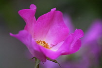 Close view of single flower of Rosa Summer Breeze with pink petals and deep yellow centre.