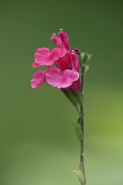 Spike of Salvia greggii with pink, two-lipped flowers