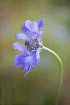Single flower of Scabiosa columbaria Butterfly blue with delicate pale blue petals surrounding pincushion-like centre.