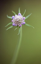 Pincushion-like flowerhead of Scabiosa columbaria Butterfly blue.