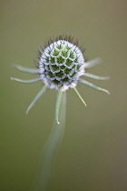 Spherical seedhead of Scabiosa columbaria Butterfly blue.