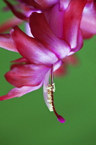 Flower of Christmas cactus, Schlumbergera buckleyi with prominent stigma and stamen.